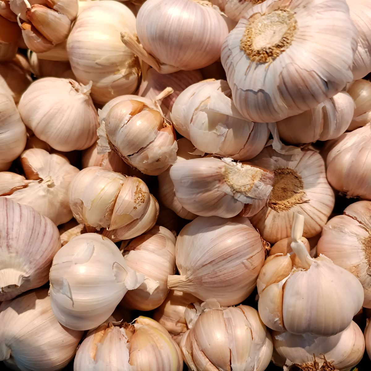 Sadbový česnek Garpek - Allium sativum - paličák - prodej cibulí česneku - 1 balení