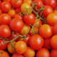 Rajče keříčkové Minirotus F1 - Solanum lycopersicum - prodej semen - 10 ks