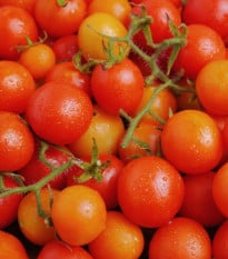 Rajče keříčkové Minirotus F1 - Solanum lycopersicum - prodej semen - 10 ks