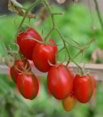 Rajče keříčkové Minipeelus F1- Solanum lycopersicum - prodej semen - 10 ks