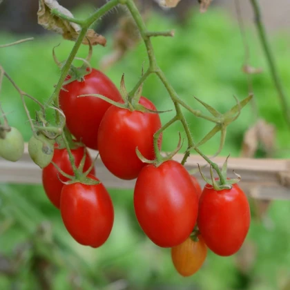 Rajče keříčkové Minipeelus F1- Solanum lycopersicum - prodej semen - 10 ks