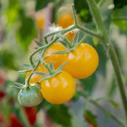 Rajče keříčkové Minigelbus F1- Solanum lycopersicum - prodej semen - 10 ks