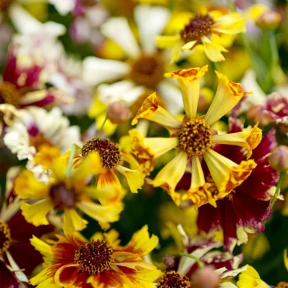 Krásnoočko Sea Shells Mix - Coreopsis hybrida - prodej semen - 50 ks