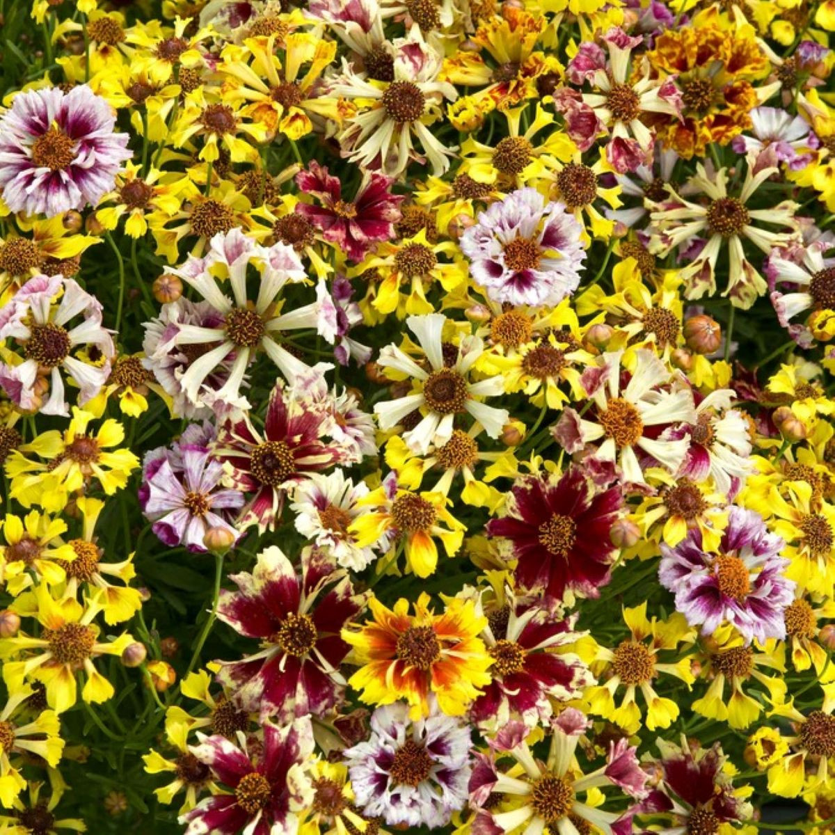 Krásnoočko Sea Shells Mix - Coreopsis hybrida - prodej semen - 50 ks