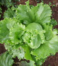 Salát Miniko hlávkový ledový - Lactuca sativa - prodej semen - 100 ks