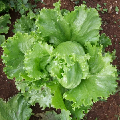 Salát Miniko hlávkový ledový - Lactuca sativa - prodej semen - 100 ks