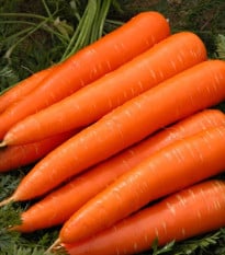 Mrkev Berlikumer 2 - Daucus carota - prodej semen - 150 ks