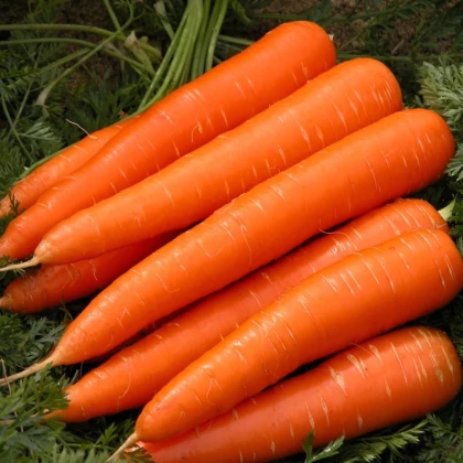 Mrkev Berlikumer 2 - Daucus carota - prodej semen - 150 ks