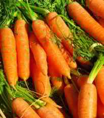 Mrkev Rubína - Daucus carota - prodej semen - 150 ks
