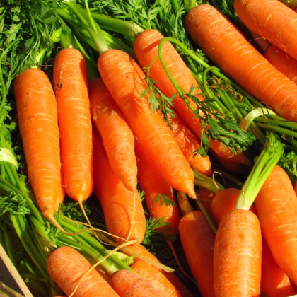 Mrkev Rubína - Daucus carota - prodej semen - 150 ks