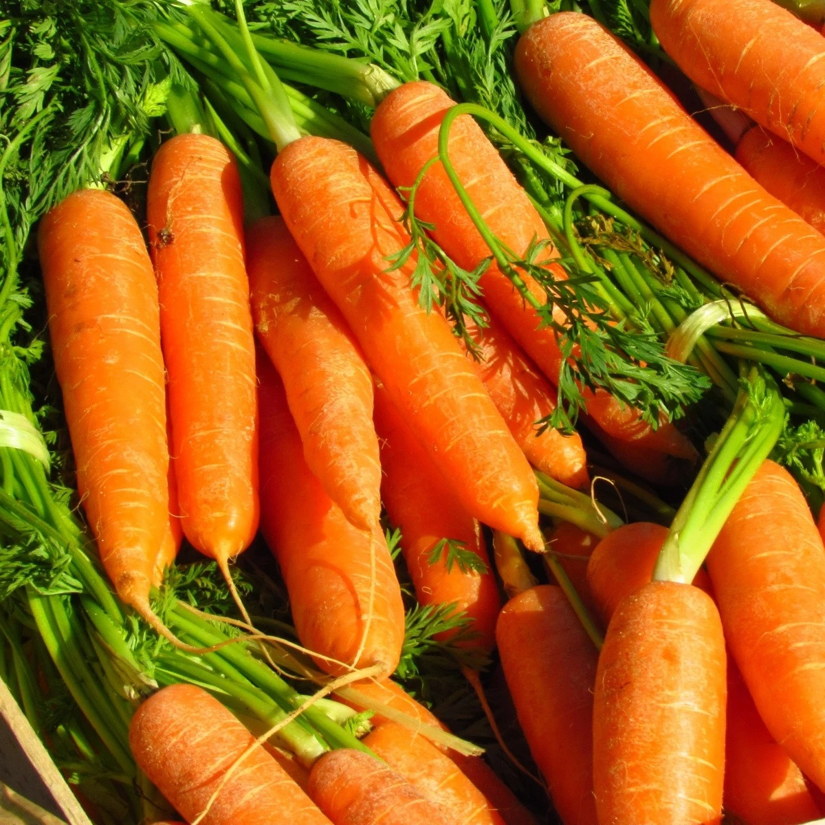 Mrkev Rubína - Daucus carota - prodej semen - 150 ks