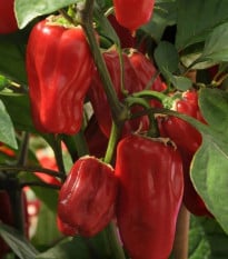 Paprika Sweet Heat F1- Capsicum annuum - prodej semen - 6 ks