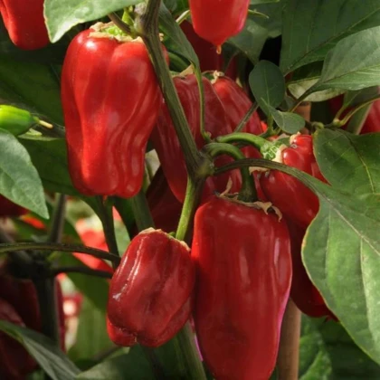 Paprika Sweet Heat F1- Capsicum annuum - prodej semen - 6 ks