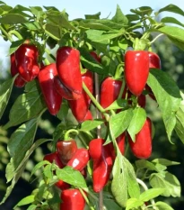 Paprika Balconi F1- Capsicum annuum - prodej semen - 6 ks