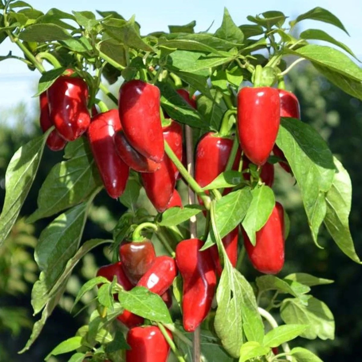 Paprika Balconi F1- Capsicum annuum - prodej semen - 6 ks