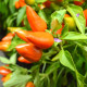 Chilli Foxta - Capsicum annuum - prodej semen - 6 ks