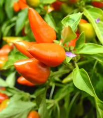 Chilli Foxta - Capsicum annuum - prodej semen - 6 ks