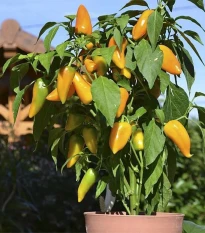 Paprika Terrazzi F1- Capsicum annuum - prodej semen - 6 ks