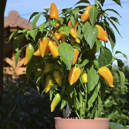 Paprika Terrazzi F1- Capsicum annuum - prodej semen - 6 ks