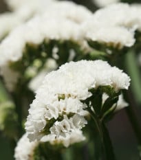 Limonka chobotnatá Hipster White - Limonium sinuatum - prodej semen - 30 ks