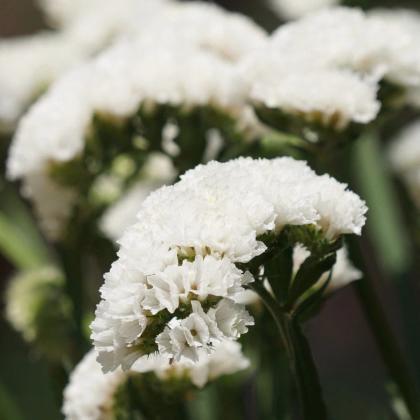 Limonka chobotnatá Hipster White - Limonium sinuatum - prodej semen - 30 ks