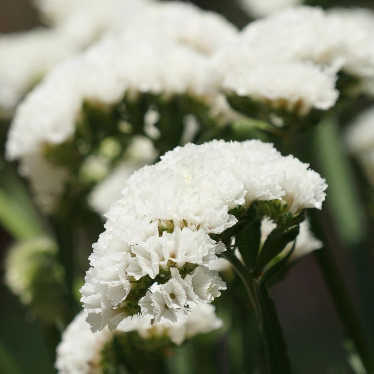 Limonka chobotnatá Hipster White - Limonium sinuatum - prodej semen - 30 ks