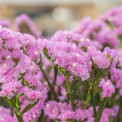 Limonka chobotnatá Hipster Rose - Limonium sinuatum - prodej semen - 30 ks