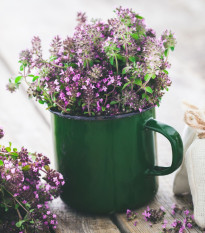 Mateřídouška - Thymus serpyllum - prodej semen - 500 ks