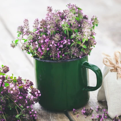 Mateřídouška - Thymus serpyllum - prodej semen - 500 ks