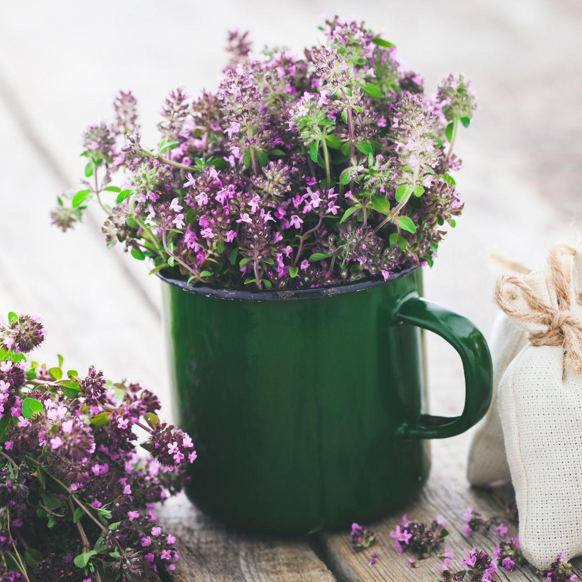 Mateřídouška - Thymus serpyllum - prodej semen - 500 ks