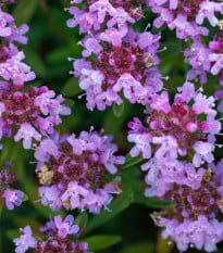 Mateřídouška - Thymus serpyllum - prodej semen - 500 ks