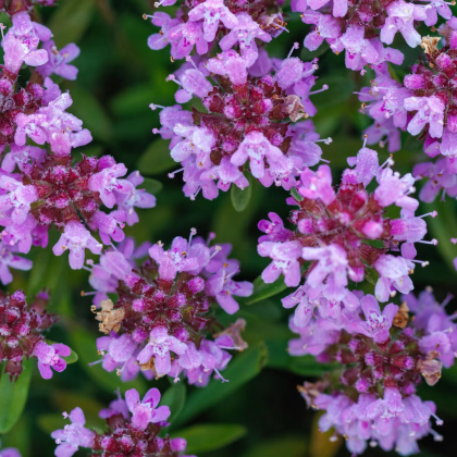 Mateřídouška - Thymus serpyllum - prodej semen - 500 ks