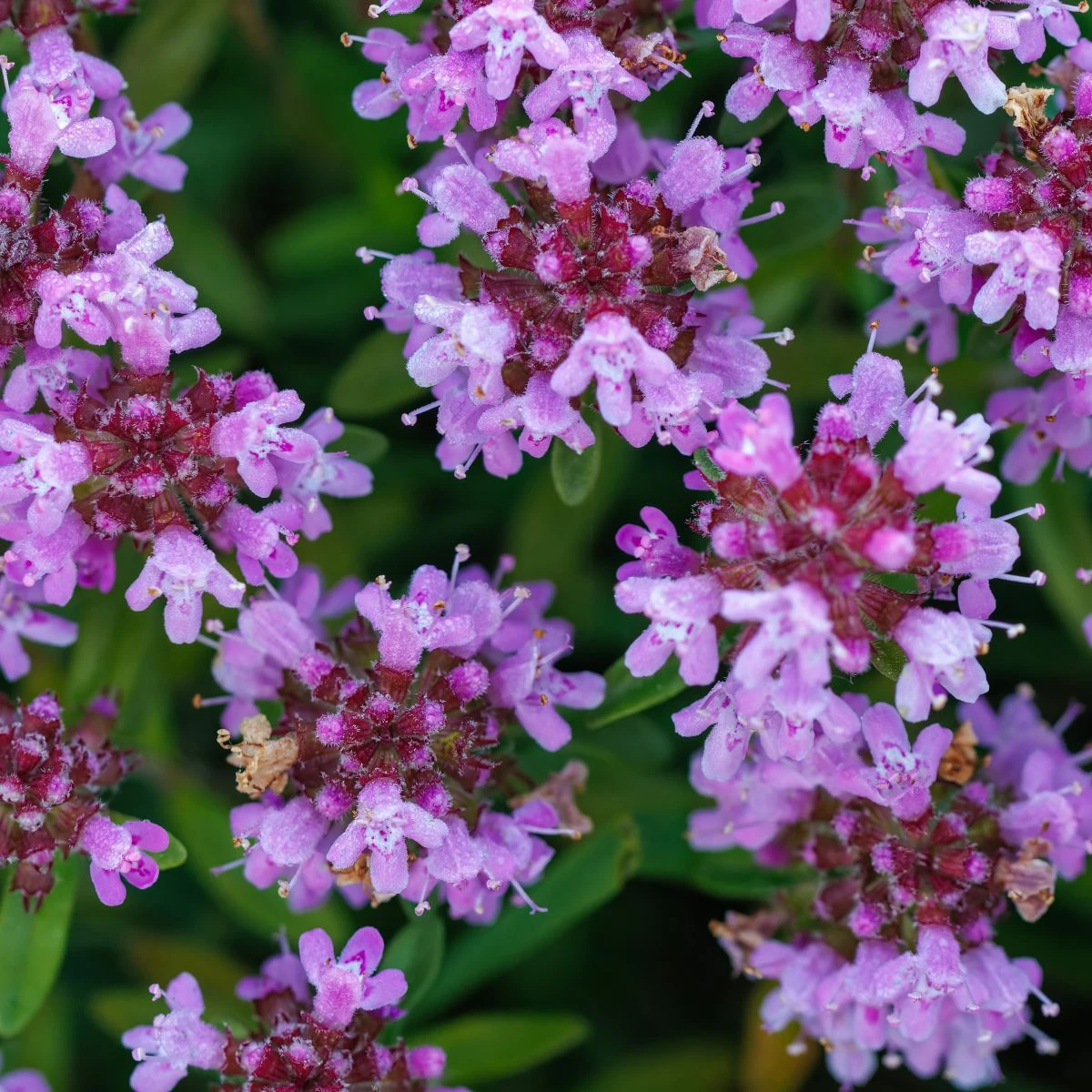 Mateřídouška - Thymus serpyllum - prodej semen - 500 ks
