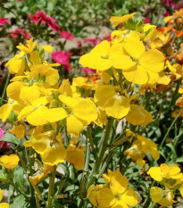 Chejr vonný Sugar Rush F1 Yellow - Cheiranthus cheiri - prodej semen - 20 ks