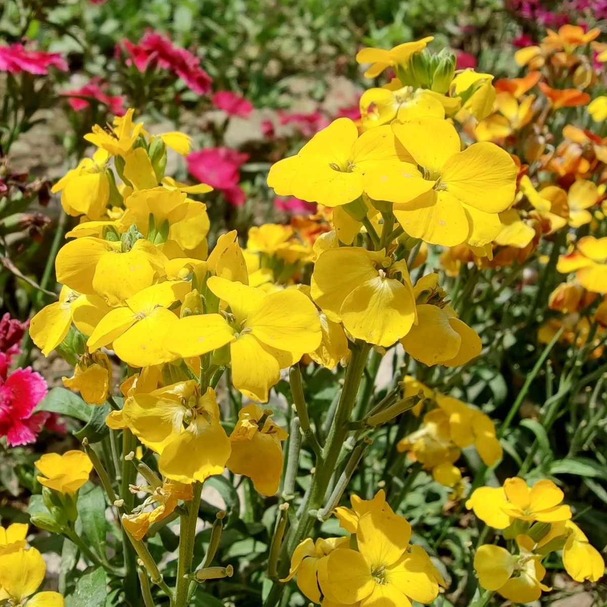 Chejr vonný Sugar Rush F1 Yellow - Cheiranthus cheiri - prodej semen - 20 ks