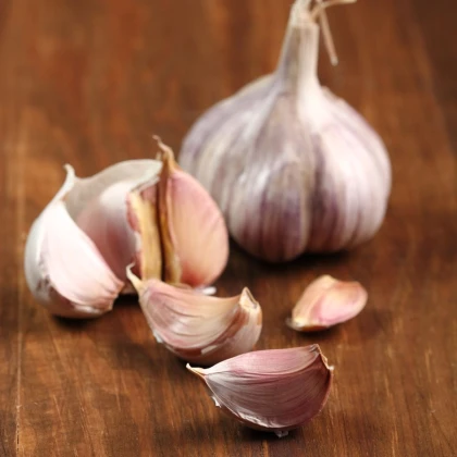 Sadbový česnek Slavin II - Allium sativum - paličák - 1 balení
