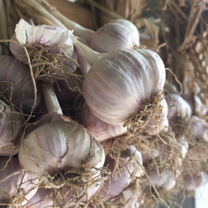 Sadbový česnek Slavin II - Allium sativum - paličák - 1 balení