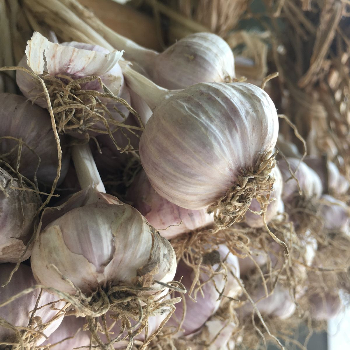 Sadbový česnek Slavin II - Allium sativum - paličák - 1 balení