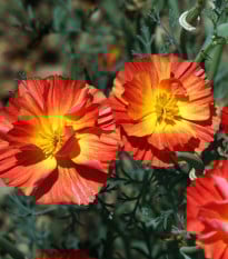 Sluncovka kalifornská plnokvětá červená - Eschscholzia californica - prodej semen - 450 ks
