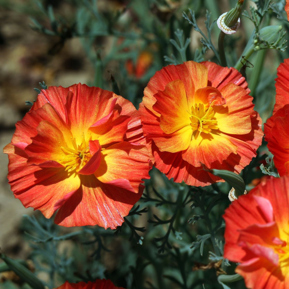 Sluncovka kalifornská plnokvětá červená - Eschscholzia californica - prodej semen - 450 ks