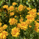 Krásnoočko velkokvěté Early Sunrise - Coreopsis grandiflora - osivo krásnoočka - 50 ks