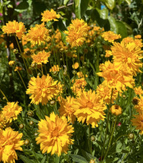 Krásnoočko velkokvěté Early Sunrise - Coreopsis grandiflora - osivo krásnoočka - 50 ks