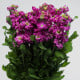 Fiala Cinderella Purple - Matthiola incana - prodej semen - 40 ks