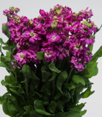 Fiala Cinderella Purple - Matthiola incana - prodej semen - 40 ks