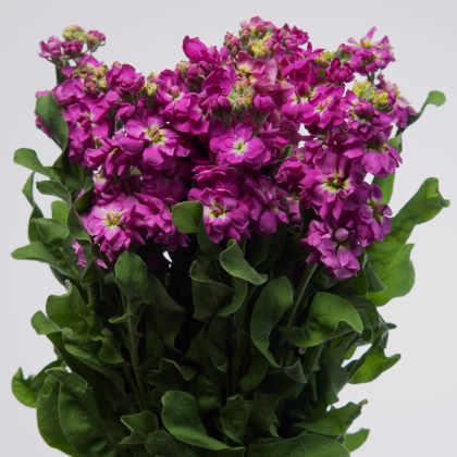 Fiala Cinderella Purple - Matthiola incana - prodej semen - 40 ks