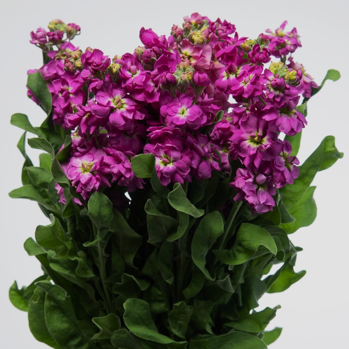 Fiala Cinderella Purple - Matthiola incana - prodej semen - 40 ks