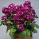 Fiala Cinderella Purple - Matthiola incana - prodej semen - 40 ks