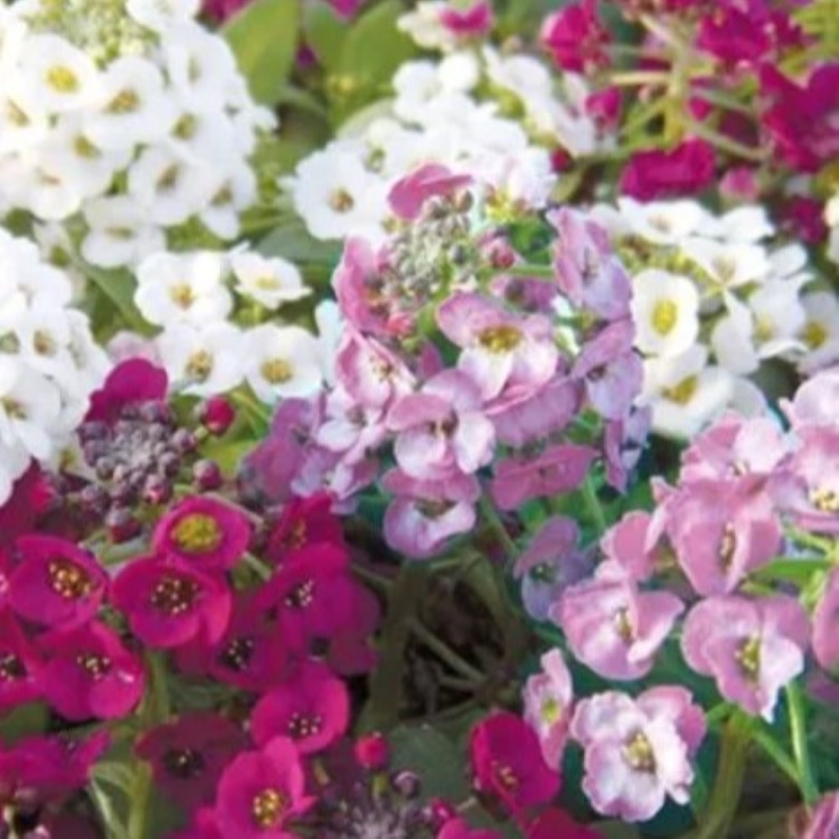 Tařicovka přímořská Yucon Mix - Lobularia maritima - prodej semen - 50 ks