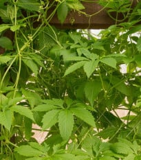 Ačokča - Cyclanthera pedata - prodej semen - 6 ks