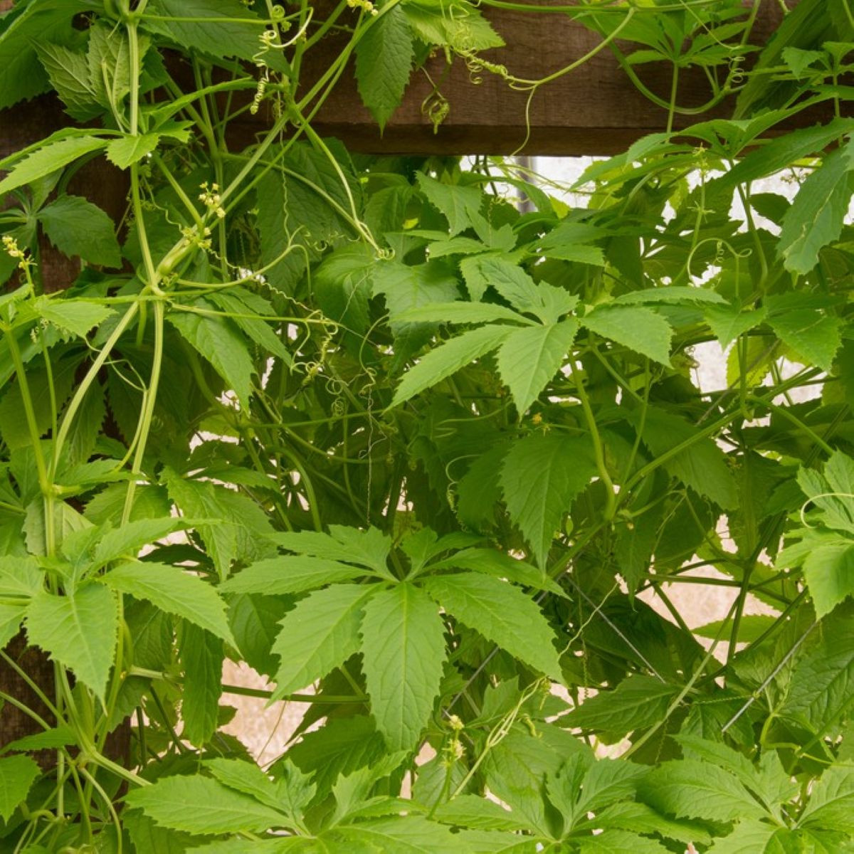 Ačokča - Cyclanthera pedata - prodej semen - 6 ks